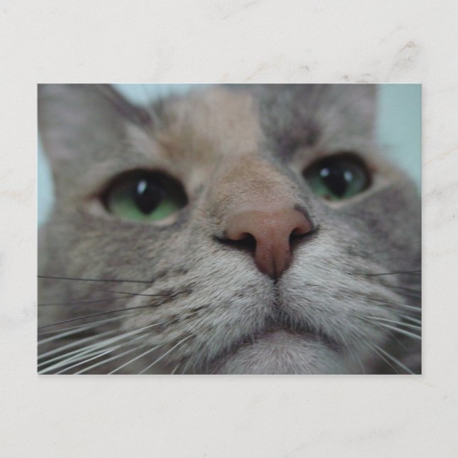 Carte Postale Que fait Ya ? (Devant)