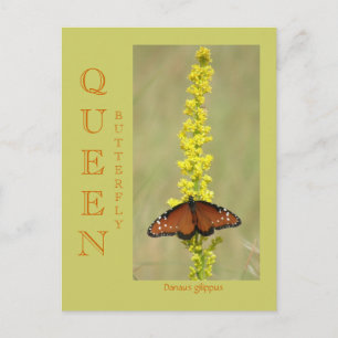 CARTE POSTALE QUEEN BUTTERFLY