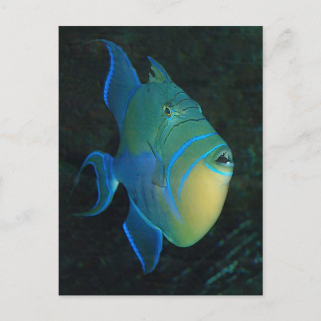 Carte postale Queen Triggerfish (Devant)