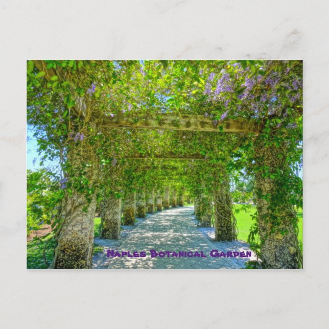 Carte Postale Queen's Wreath Naples Jardin botanique, Floride (Devant)