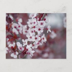 Carte Postale Quelqu'un a-t-il commandé un livre ?