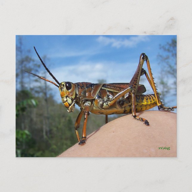 Carte Postale Qu'est-ce que Hoppin ? (Devant)