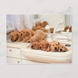 Carte Postale Qu'est-ce qu'un bain ? Cute Puppies Découvrez Bath