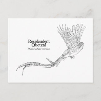 Carte Postale Quetzal resplendant