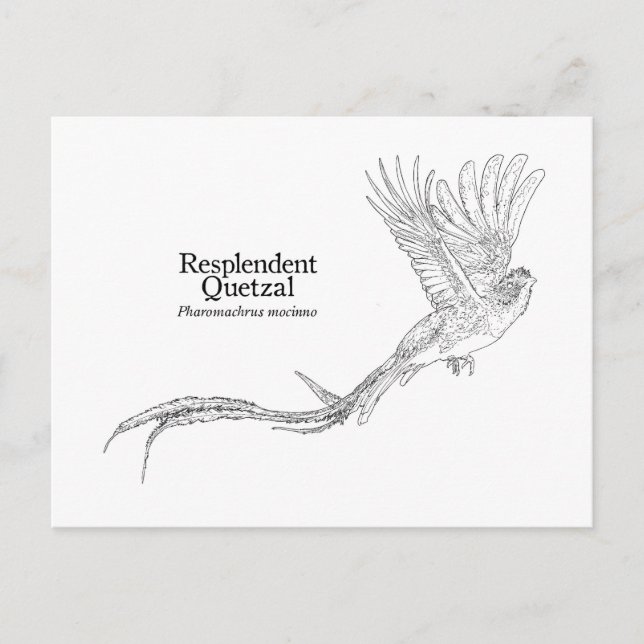 Carte Postale Quetzal resplendant (Devant)