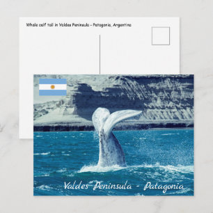 Carte Postale Queue de baleineau - Argentine