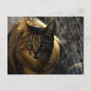 Carte Postale Qui Moi ?