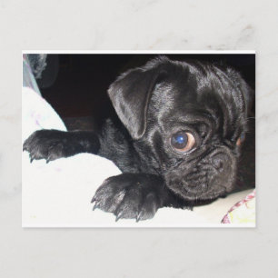 Carte Postale Qui regardes-tu ?