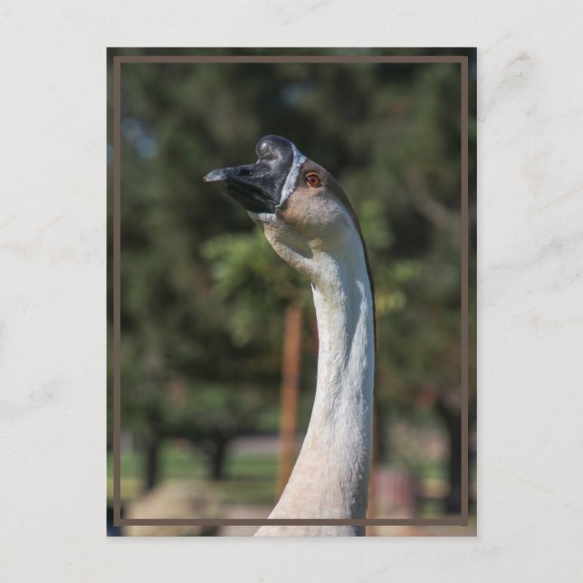 Carte Postale Qui veut savoir qui ! (Devant)