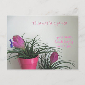Carte postale Quill Rose Kindly