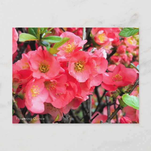 Carte Postale Quince à fleurs [Carte postale] (Devant)