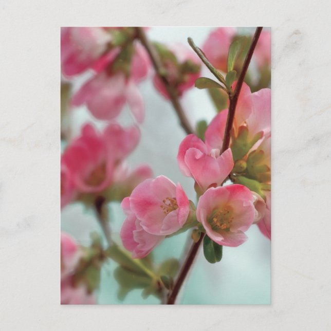 Carte Postale Quince blossoms (Devant)