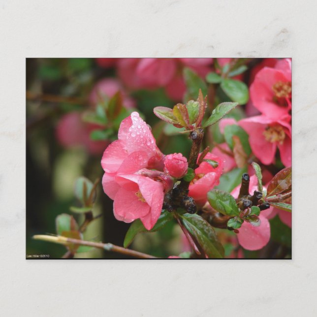 Carte Postale Quince rose printanier (Devant)