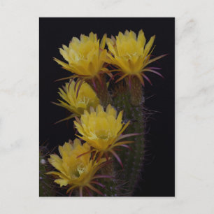 Carte Postale Quintuple de fleurs de cactus