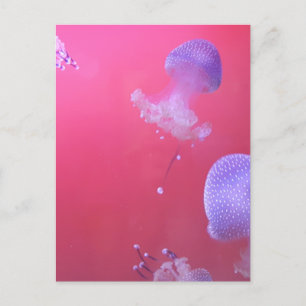 Carte Postale Quirky Jellyfish in the Pink Water