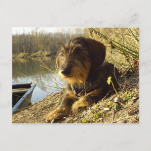 Carte Postale Quoi de neuf ? Cute Dachshund