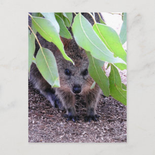 Carte postale Quokka