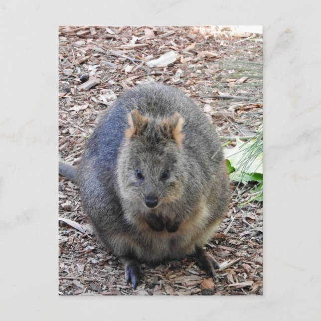 Carte Postale Quokka (Devant)