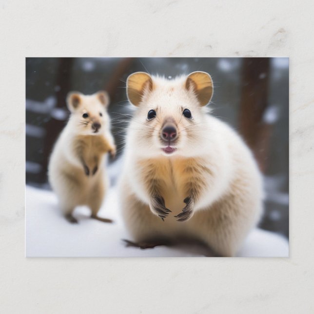 Carte Postale Quokka australien de neige en Snokka (Devant)