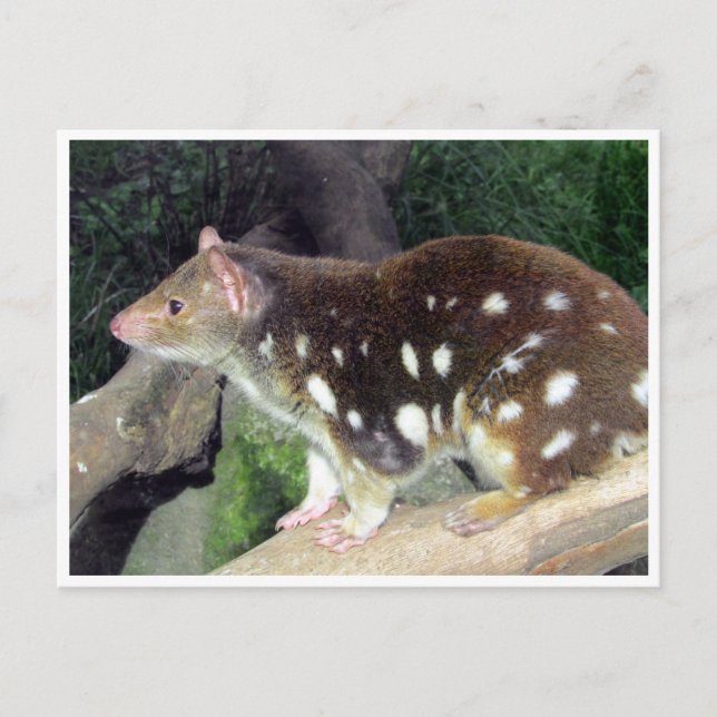 Carte Postale quoll de tiger (Devant)