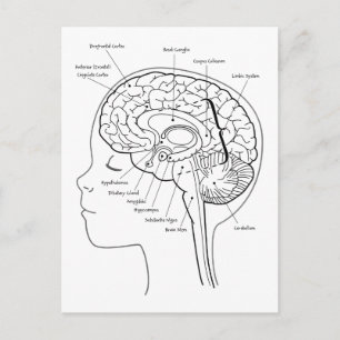 Carte Postale Qu'y a-t-il dans votre cerveau