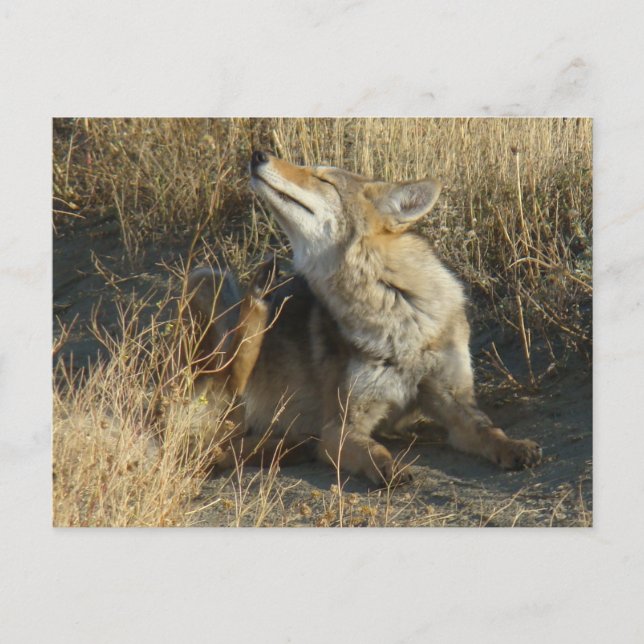Carte Postale R17 Coyote (Devant)