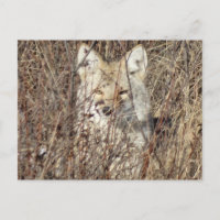 R21 Coyote "Vous regarder"