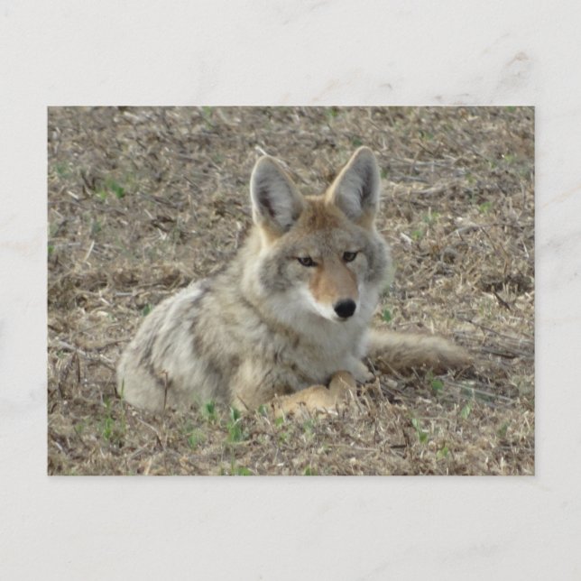 Carte Postale R22 Coyote Laying (Devant)