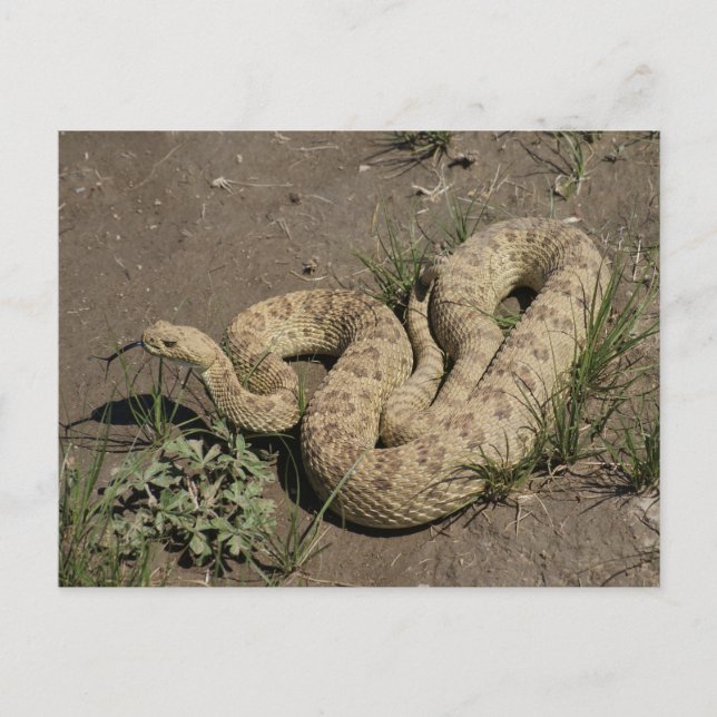 Carte Postale R6 Prairie Rattlesnake (Devant)