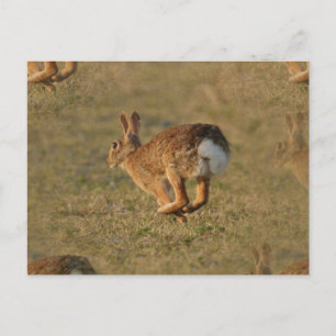 Carte postale Rabbit