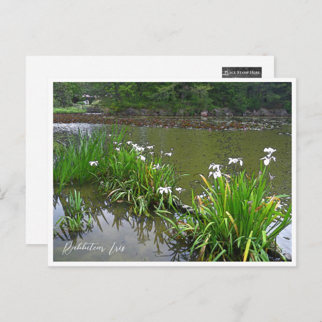 Carte Postale Rabbitear Iris (Devant / Derrière)