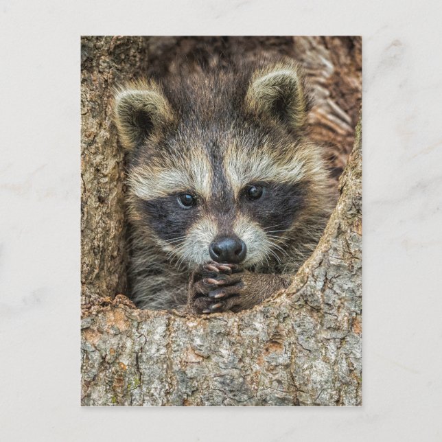 Carte Postale Raccon niché à l'intérieur d'un creux d'arbre (Devant)