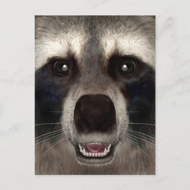 Carte Postale Raccoon (Devant)