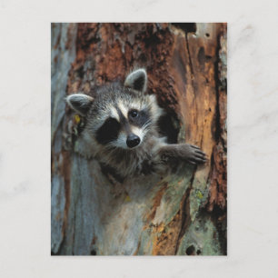 Carte postale Raccoon