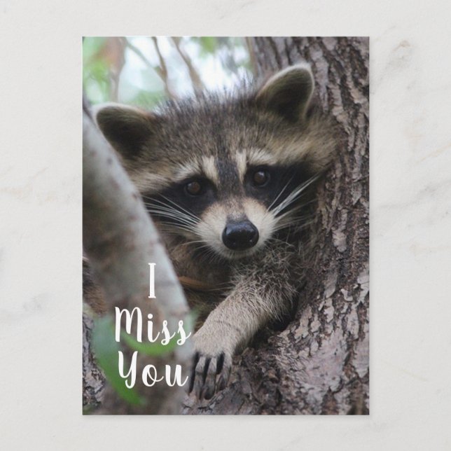 Carte Postale Raccoon (Devant)