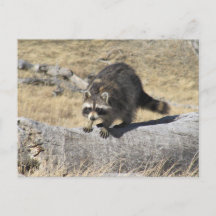 Raccoon Dans Le Journal De L'Arbre
