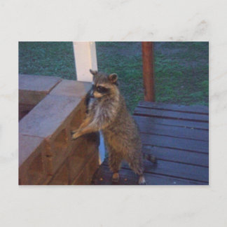 Carte Postale Raccoon debout sur le dos Porch
