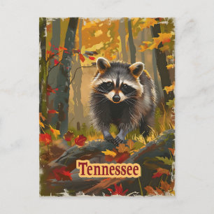 Carte Postale Raccoon du Tennessee