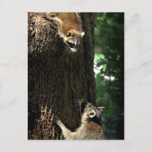 Carte Postale Raccoon mère et kit 2