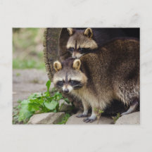 Raccoon mère protéger bébé