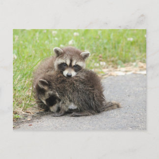 Carte Postale Raccoons pour bébés