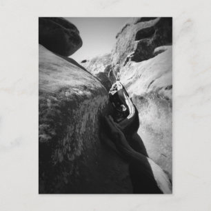 Carte Postale Racine de l'arbre à Crevice