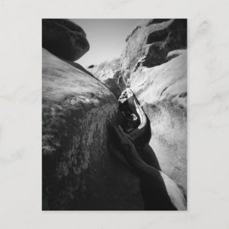 Carte Postale Racine de l'arbre à Crevice