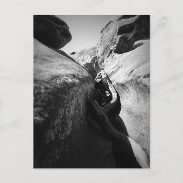 Carte Postale Racine de l'arbre à Crevice (Devant)