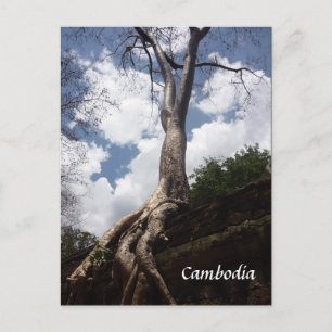 Carte Postale racine de l'arbre du prohm