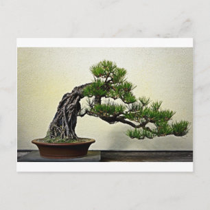 Carte Postale Racine sur pin rocheux Bonsai Tree