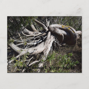 Carte Postale Racines