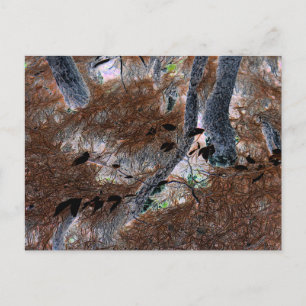 Carte Postale "Racines" Arbres noués, aiguilles de pin, sol fore