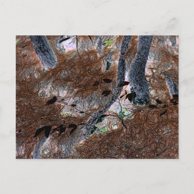 Carte Postale "Racines" Arbres noués, aiguilles de pin, sol fore (Devant)