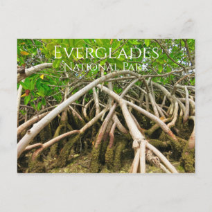 Carte Postale Racines de la mangrove, marais, Everglades